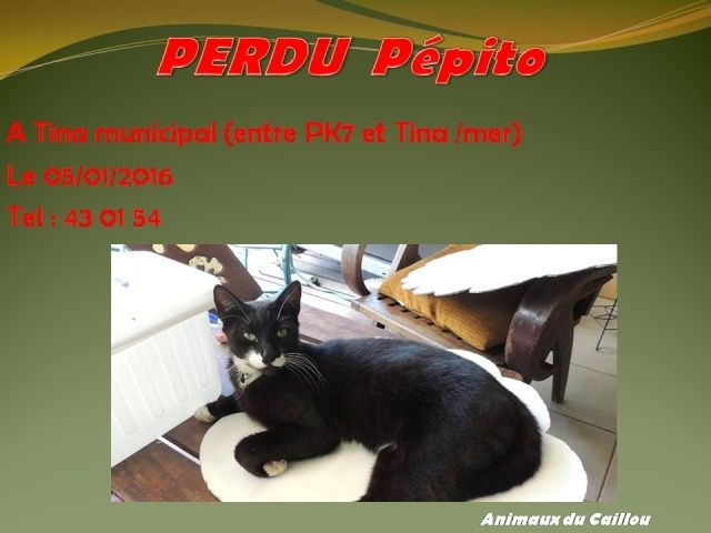 PERDU PEPITO chat male noir blanc à Tina sur mer le 05/01/2016 12549010