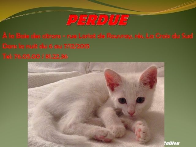 chaton - PERDU chaton blanc femelle de 3 mois à la baie des citrons dans la nuit du 6 au 7/12/2015 2014mm18