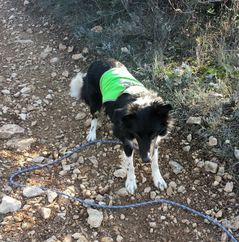 border - Et voici Indie, border collie - Page 8 20160116