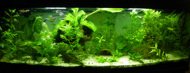 Mon aquarium de A à Z... C'est fini :( - Page 9 Dscn4210