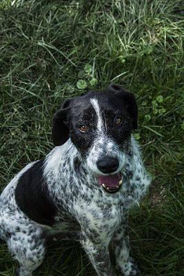 HUGGY - x braque 12 ans  (5 ans de refuge) - Refuge de Jouvence à Messigny (21) 10647210