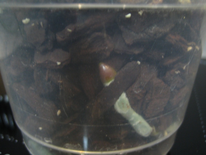 Paraphalaenopsis labukensis hampe ou racine? Img_0017
