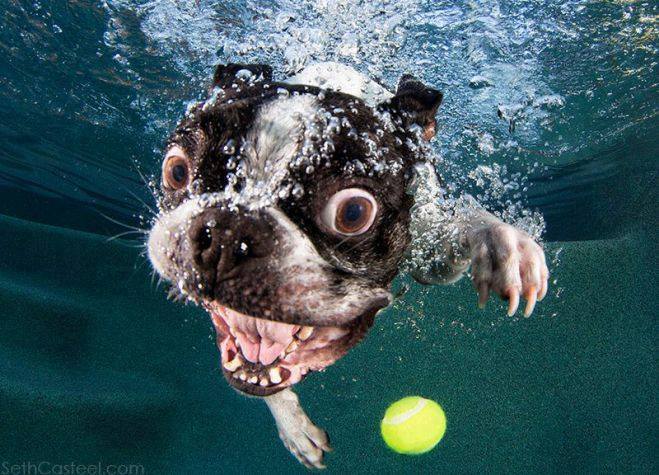 Ever wondered what dogs look like underwater ? Pool_d11