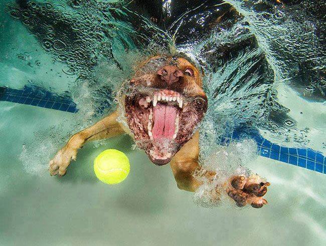 Ever wondered what dogs look like underwater ? Pool_d17