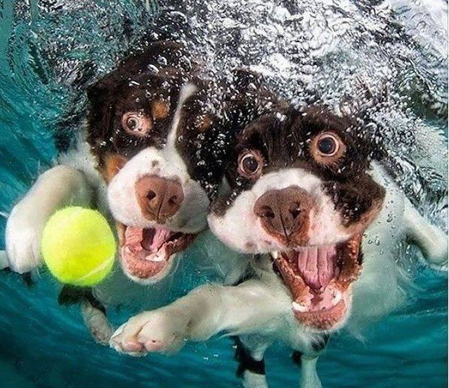 Ever wondered what dogs look like underwater ? Pool_d19