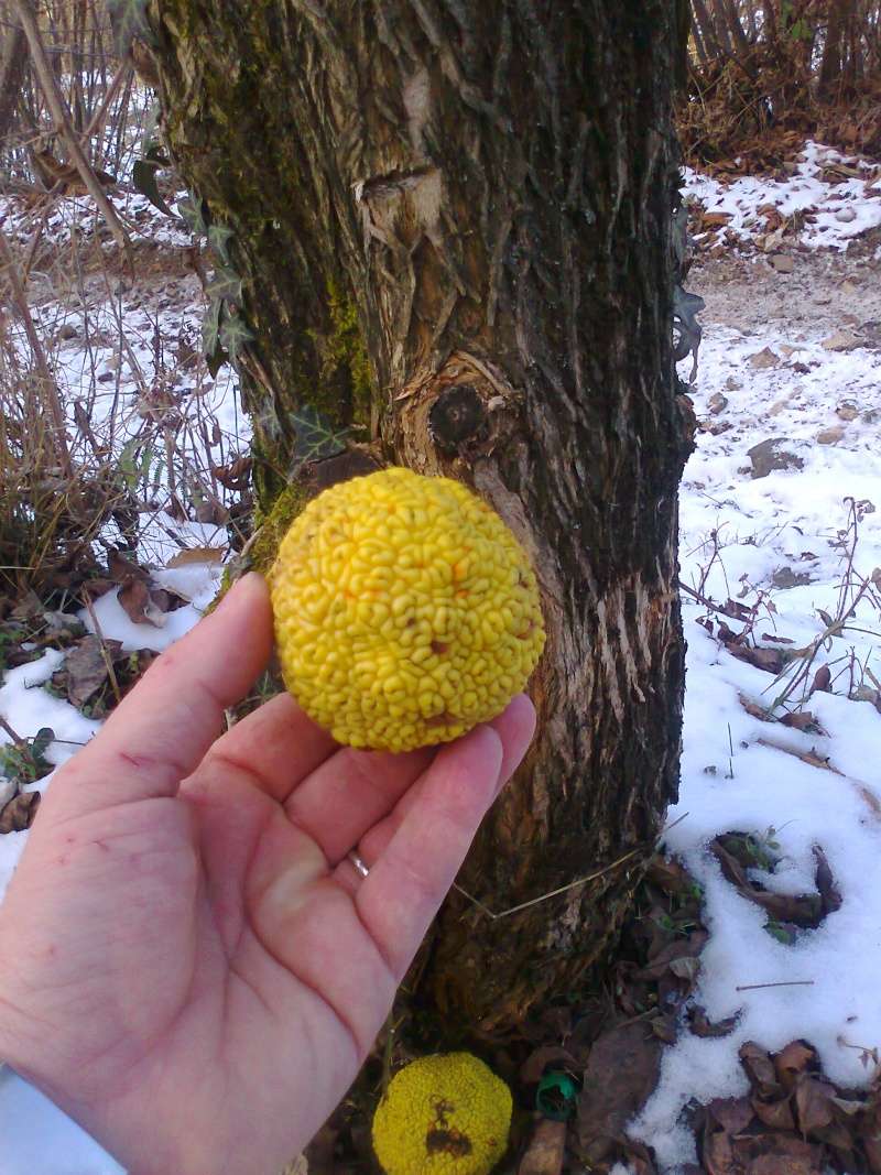 CHE ALBERO E'? CHE PIANTA E'? CHE FIORE E'? - Pagina 7 Foto0912