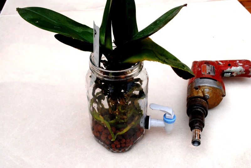 culture en pot de verre Pot_en10