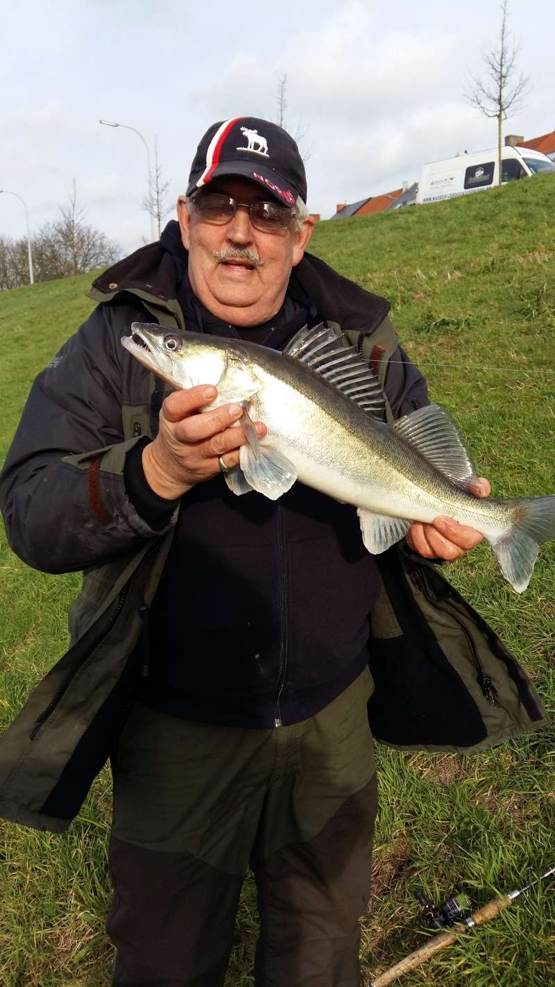 Sortie carnassiers en Flandre 20160122