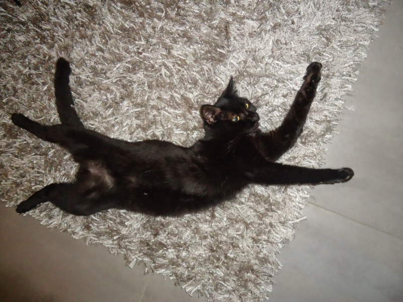 Perdu Bounty chat noir pucé au 6KM le 18/11/2015 Dsc02110
