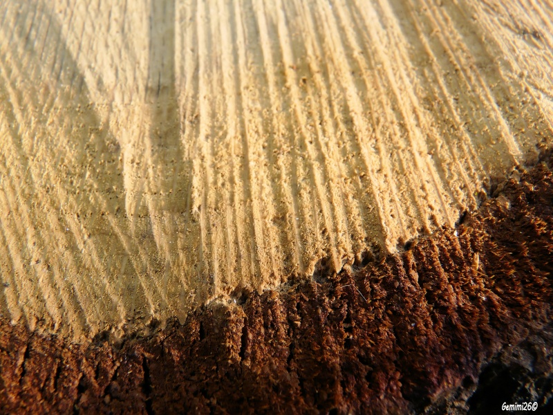 	 [FIL OUVERT] le bois sous toutes ses formes - Page 2 P1260111