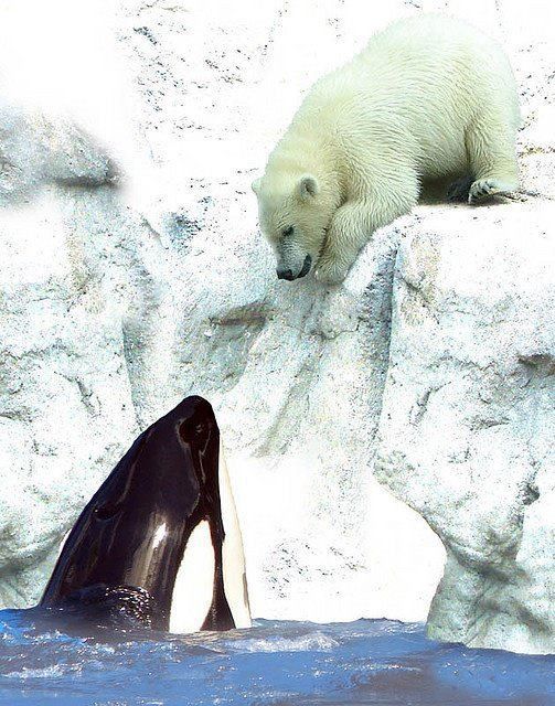 Polar Bears can lift a killer whale 2f4a9610