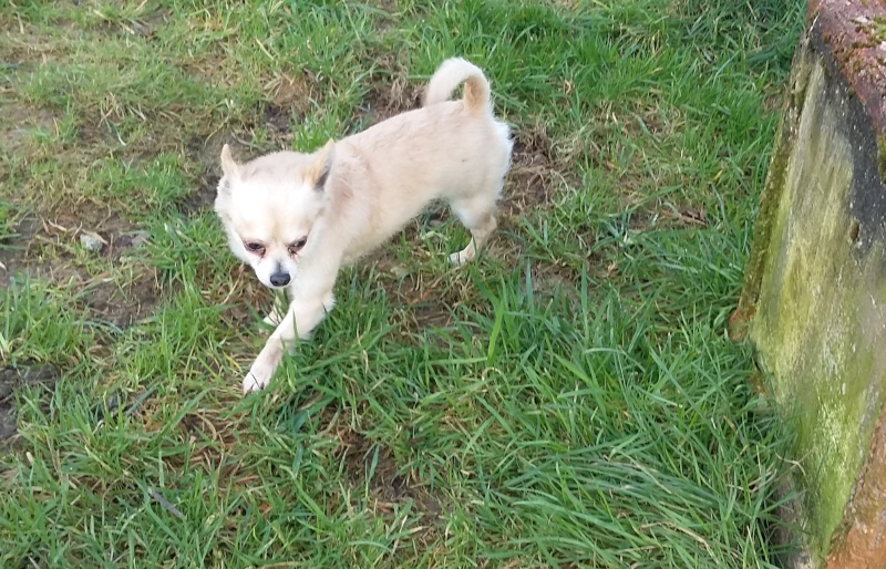 HELI, type chihuahua beige, poils courts, 5 ans, M Heli10