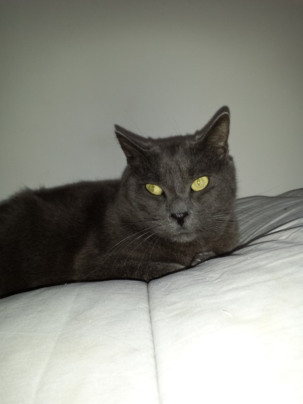 [SAUVETAGE] YANKEE, européen type chartreux bleu, 11 ans, M Yankee10