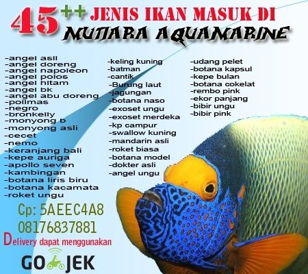 Stok ikan masuk 45 jenis ++ Mutiara aquamarine Untitl10