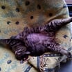 JANELLE, jeune chatte européenne, poils longs tabby fauve, née en novembre 2014 Img_2014