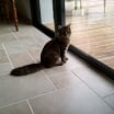 JANELLE, jeune chatte européenne, poils longs tabby fauve, née en novembre 2014 Img_2016