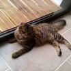 JANELLE, jeune chatte européenne, poils longs tabby fauve, née en novembre 2014 Img_2017