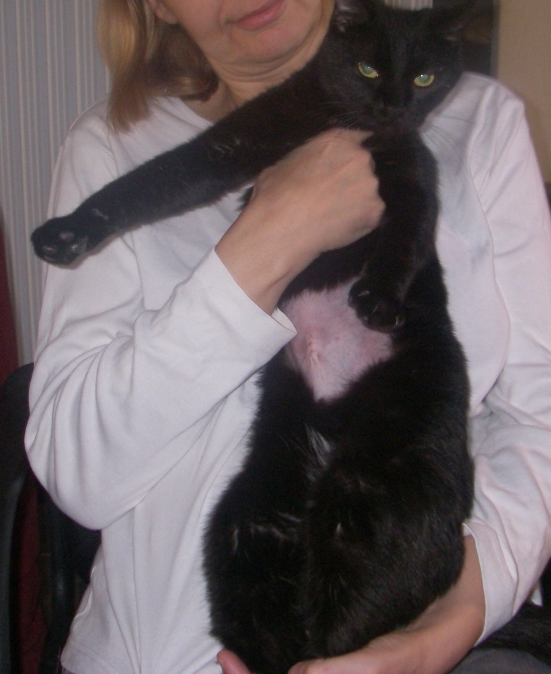 LILLY, chatonne noire née le 20/03/2015 Imgp0510