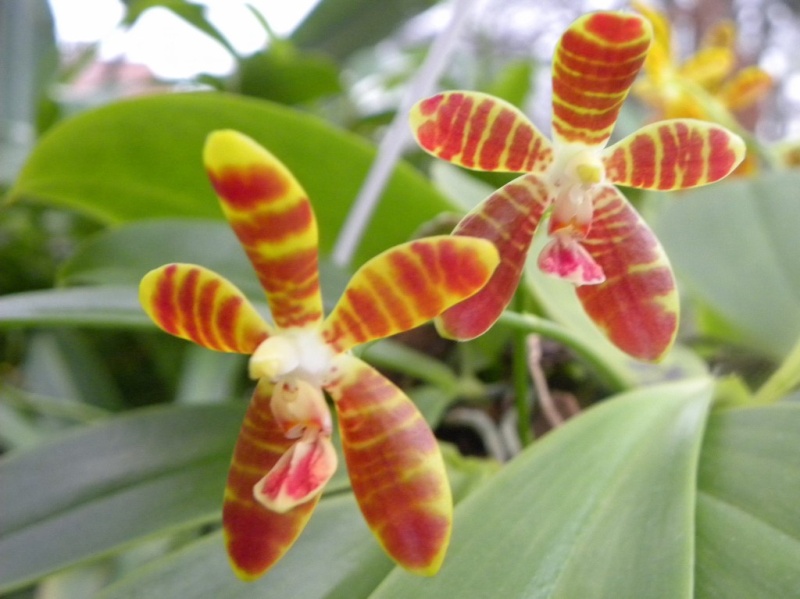 Phalaenopsis kunstleri x venosa (Koodoo) Dscn8710