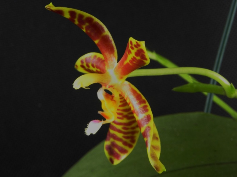 Phalaenopsis gigantea x mannii (Rosie Clouse) Nr_43711