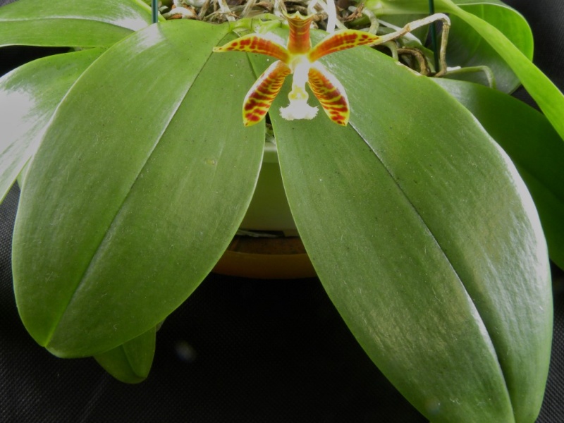 Phalaenopsis gigantea x mannii (Rosie Clouse) Nr_43712