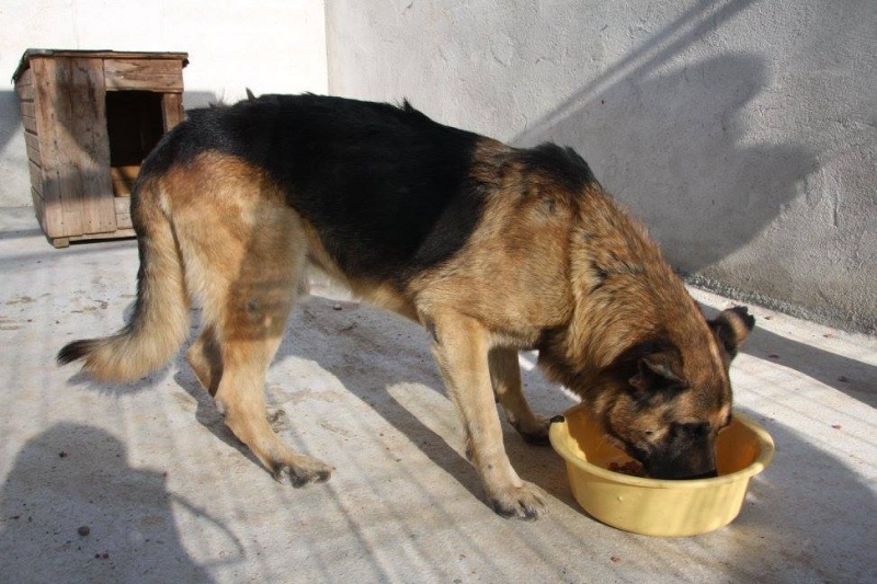 CALIN, mâle, taille moyenne, né en 2004, refuge de Alina et Anda - DECEDE Calin310