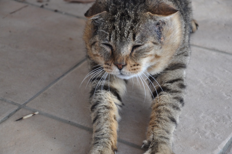 Félix, chat adopté Dsc_0110