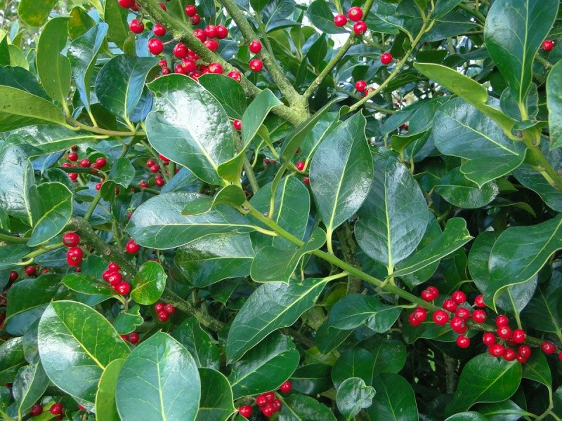 Ilex maximowicziana Ilex_c10