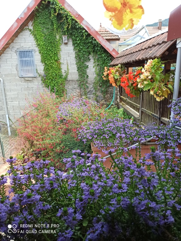 Chez Rot au pieds des montagnes Fleurs11