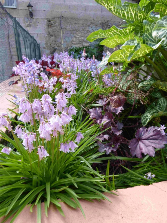 Petit jardinet en fleur P1000920