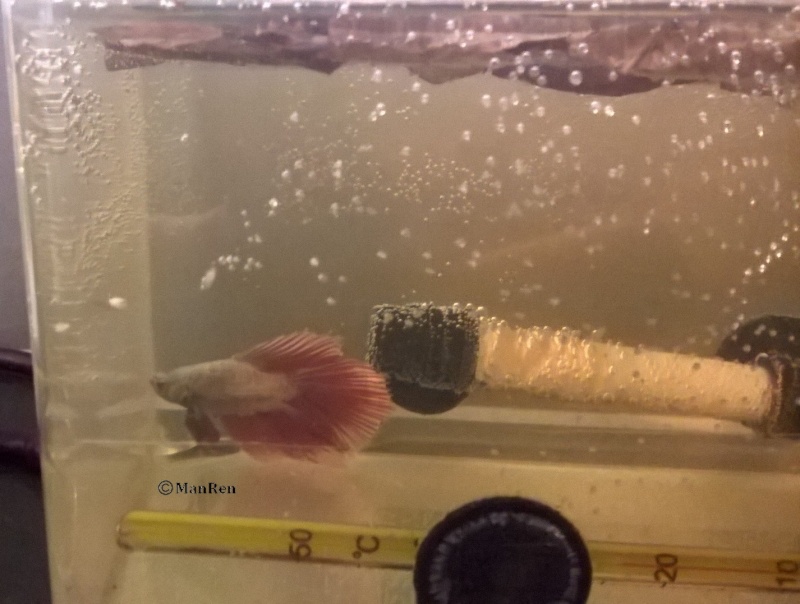 30 L pour Mushu, Betta koï Wp_20160