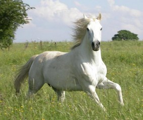 Je demande.... et j'obtiens ! - Page 27 Cheval10