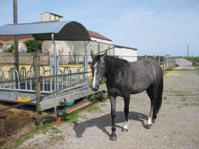 (Dpt 15) Daisy, ONC Selle, Sauvée par Debby !!!!!!!!!!! (Octobre 2014)  - Page 5 Img_7210