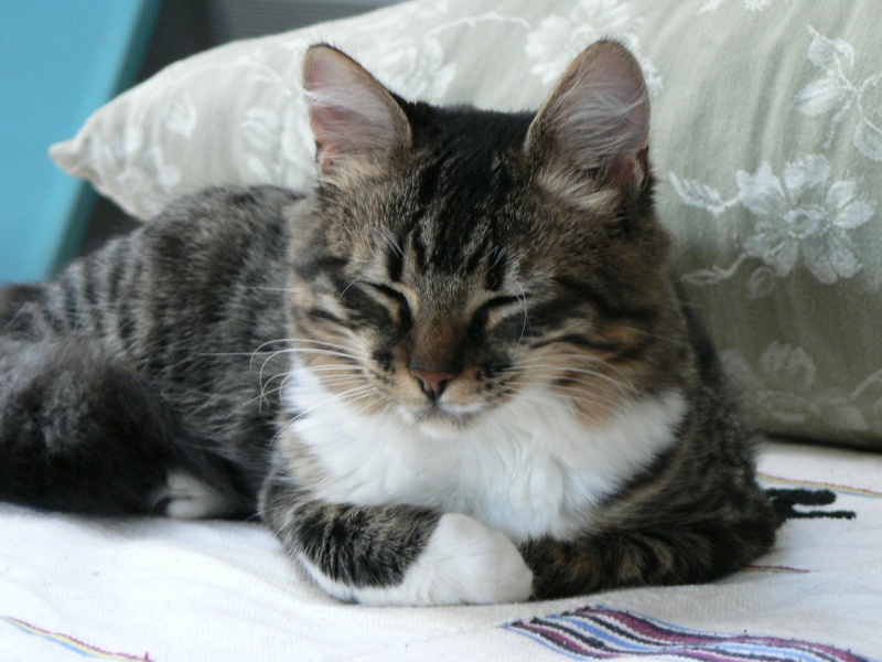 Aloé, femelle type européenne angora tabby et blanc née en avril 2015 - Page 3 P1050411