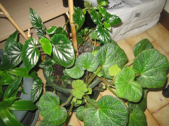 voila mes 2 begonias Img_9349