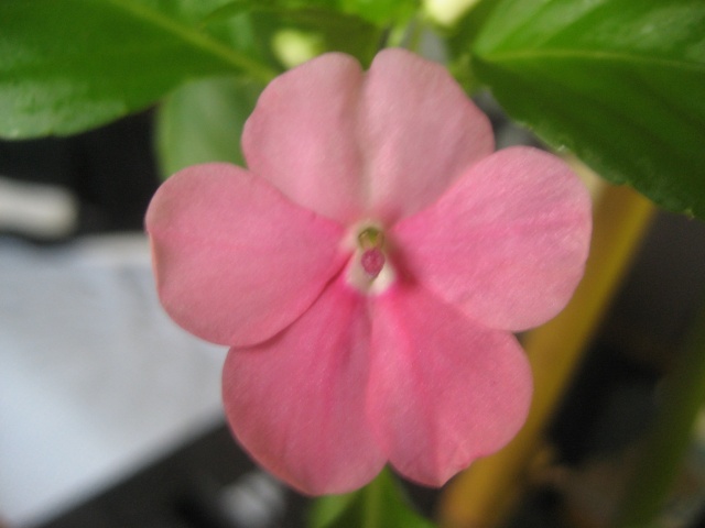 Couleurs fleurs impatiens goutte de sang hybrides Img_9434