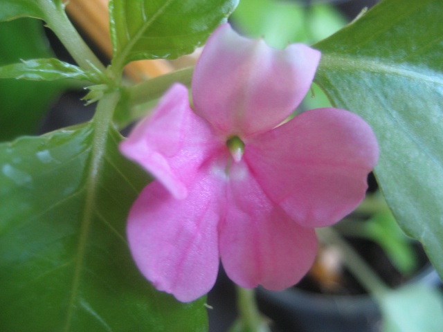 Couleurs fleurs impatiens goutte de sang hybrides Img_9468