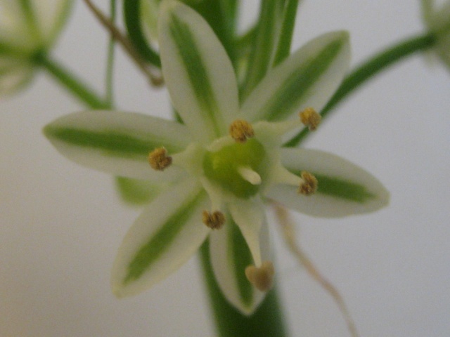 Ornithogallum caudatum increvable et fidèle Plante12