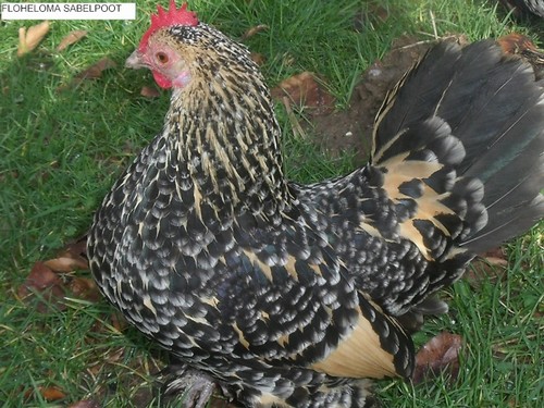 la poule Sabelpoot Sabel311