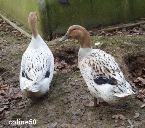 le canard Streicher Streic13