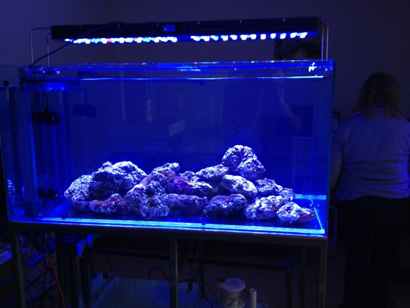 Aquarium Recifal 500 L - Page 2 Img_1618
