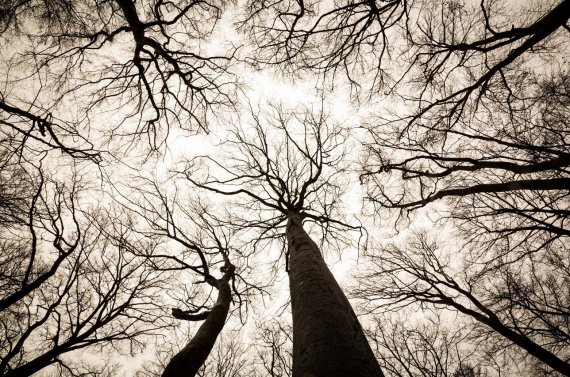 الحياة الخفية للأشجار O-shjr10