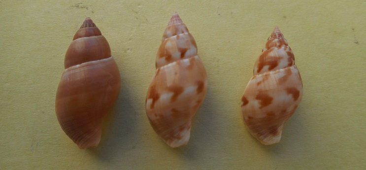 Pisania tritonoides (Reeve, 1846) Dscn6817