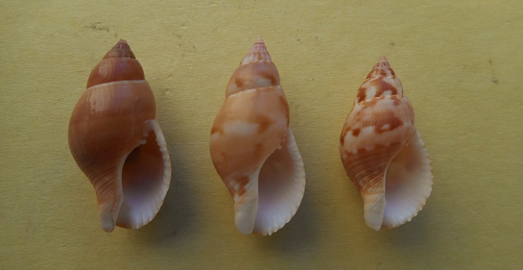 Pisania tritonoides (Reeve, 1846) Dscn6818
