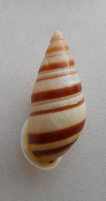 Chrysallis virgata sylvanus (Broderip,1841) Dscn7110