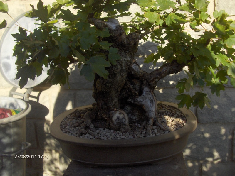 bonsai da grandi piante Cap_0410