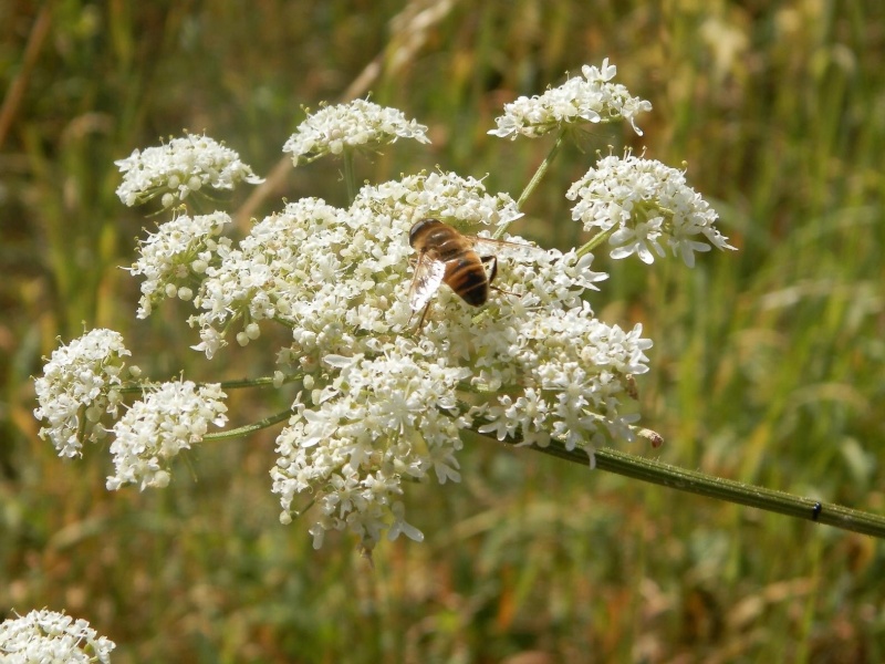 Mes petites natures Image20