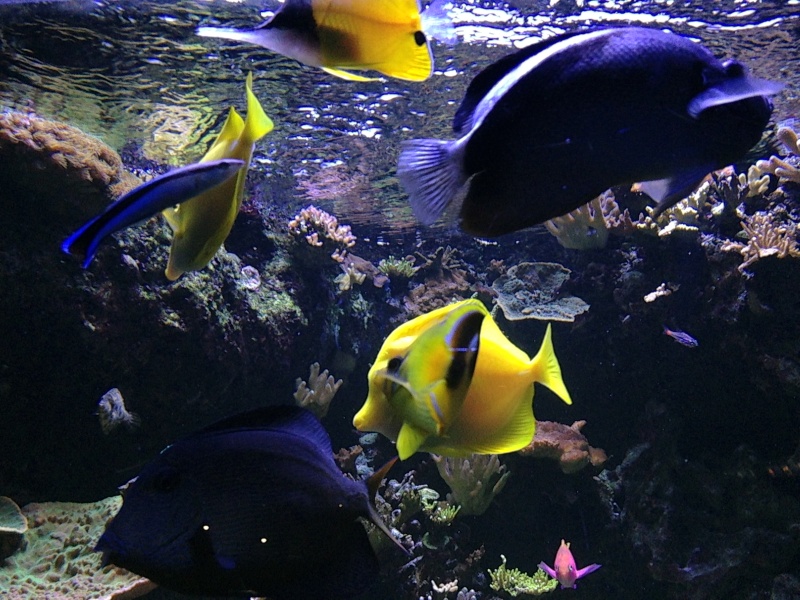 Aquarium Tropical de Paris : haut en couleur. Image25