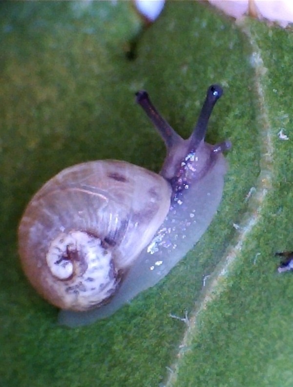 Un juvénile inconnue fin novembre dans des cotes de bette Petit_11