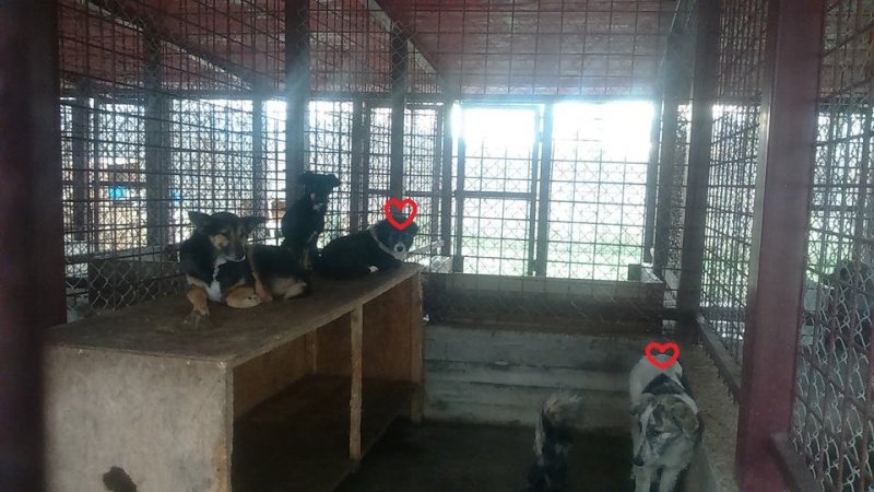 URGENCES CHIENS ET CHATS D ORASTIE - ROUMANIE 12308610